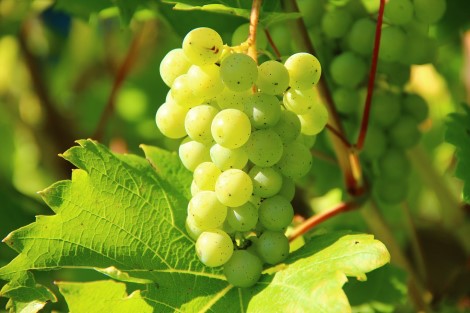 grapes 470x313