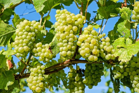 grapes g8b985bc6d 1920