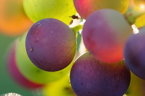 grapes 470x313